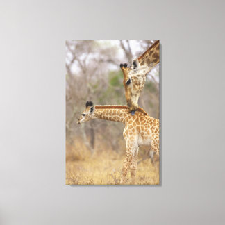 A side view of a Giraffe licking its young, Canvas Print