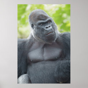 A Silverback's Gaze Poster