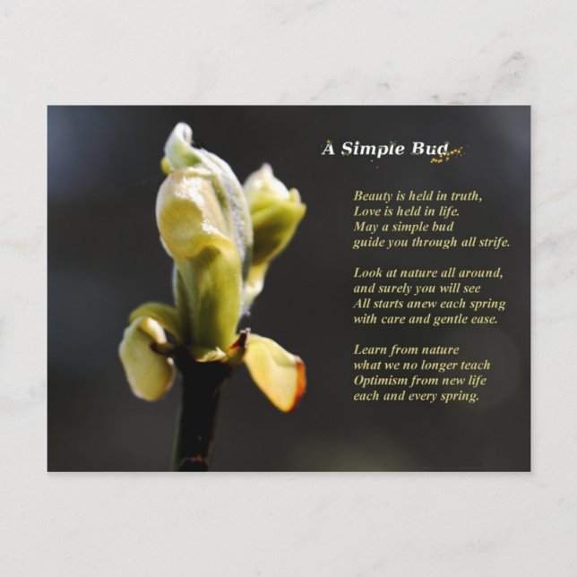 A Simple Bud Postcard (Front)