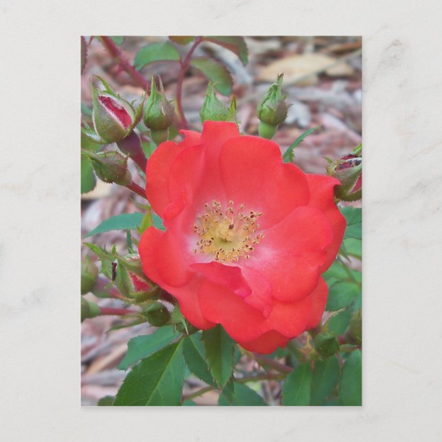 A simple salmon coloured open rose postcard (Front)