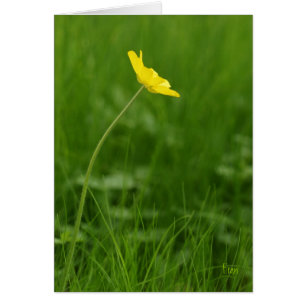 a single flower