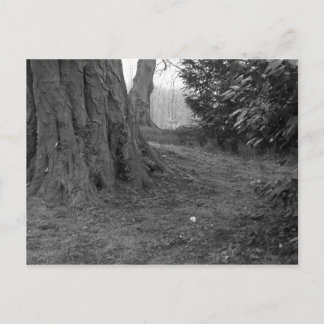 A Single Flower Postcard