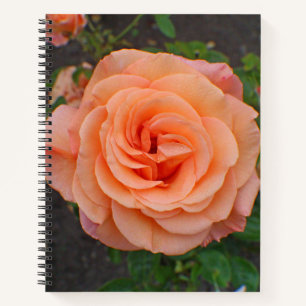A Single Orange Flower Notebook
