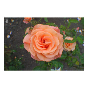 A Single Orange Flower Photo Print