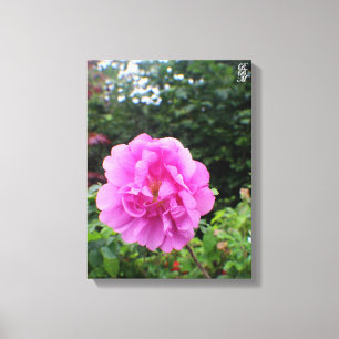 A Single Pink Flower Canvas Print