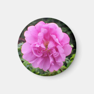 A Single Pink Flower Magnet