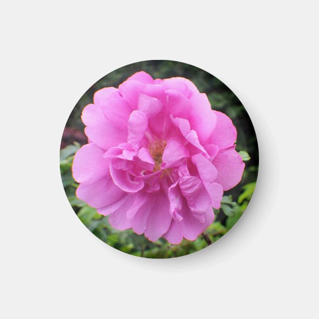 A Single Pink Flower Magnet (Front)