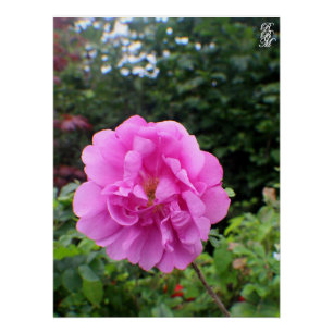 A Single Pink Flower Poster