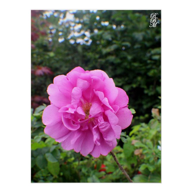 A Single Pink Flower Poster (Front)