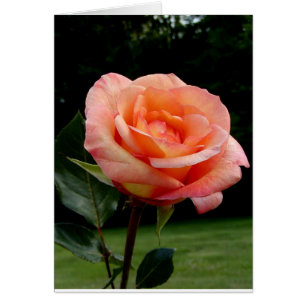 A Single Rose