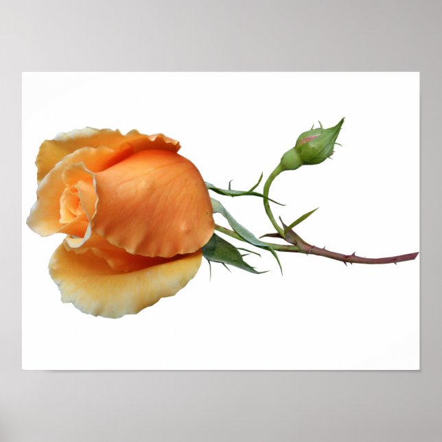 A single rose cutting poster (Front)