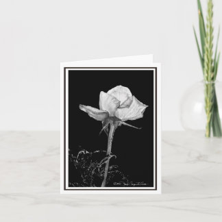 A single white rose card