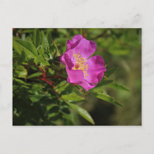 A Single Wild Rose Postcard