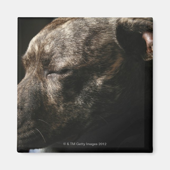 A sleeping pit bull dog magnet (Front)