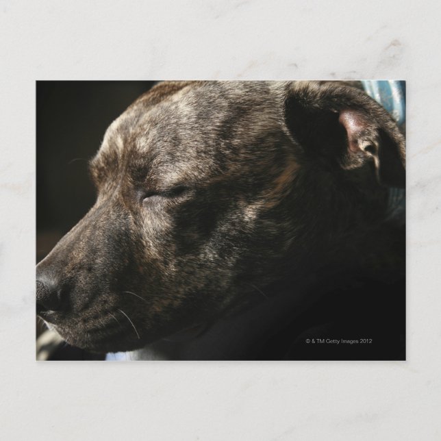 A sleeping pit bull dog postcard (Front)