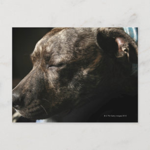 A sleeping pit bull dog postcard