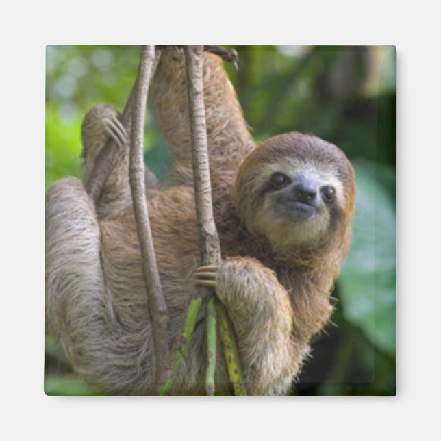 A sloth Magnet (Front)