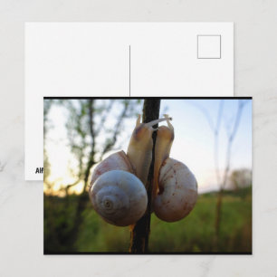 A Slow, Sweet Kiss Postcard