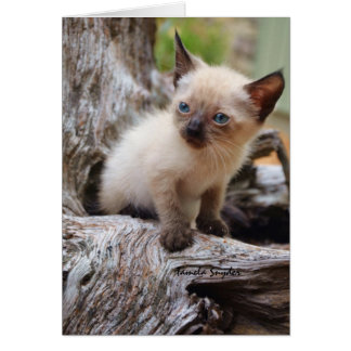 A small Kitten ina Big World