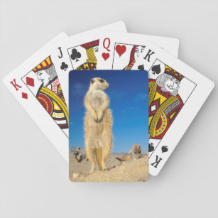 A small Suricate family interacting at their den Playing Cards