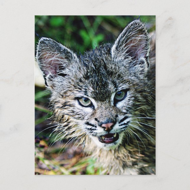 A Smiling Bobcat Kitten Postcard (Front)