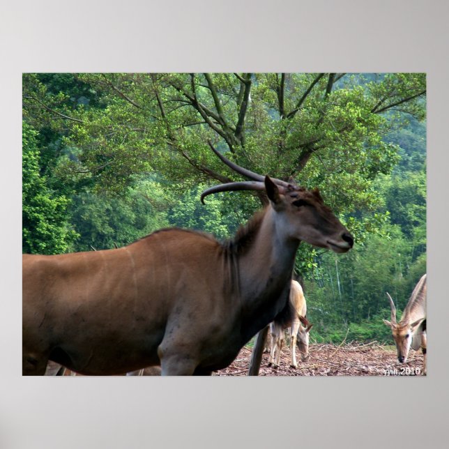 A smiling gazelle poster (Front)