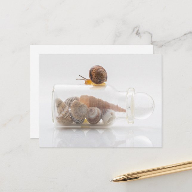 A snail and seashells postcard (Front/Back In Situ)