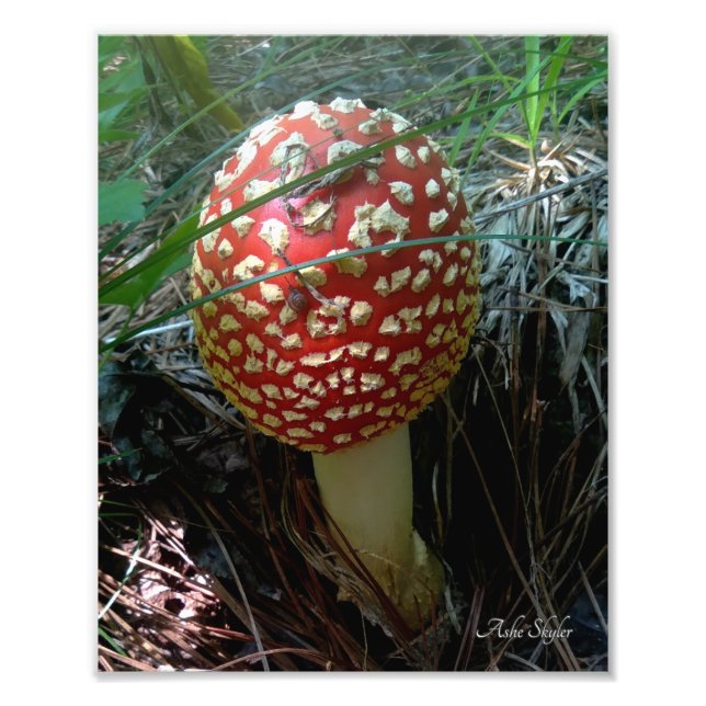 A Snail Exploring a Red Amanita Muscaria Mushroom Photo Print (Front)