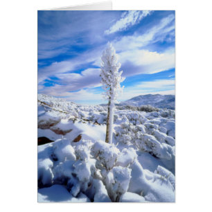 A snow covered yucca