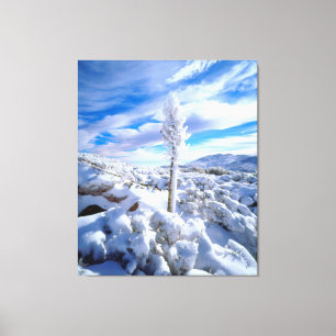 A snow covered yucca canvas print