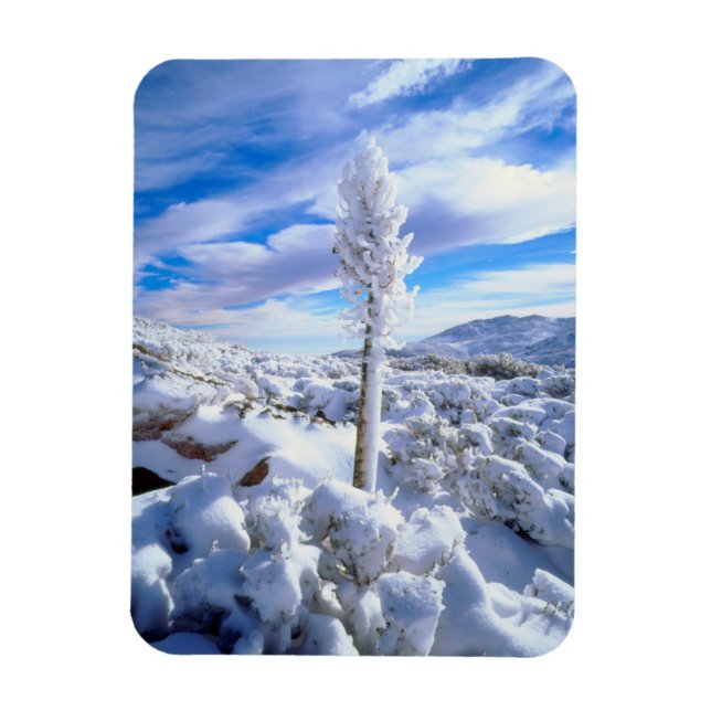 A snow covered yucca magnet (Vertical)