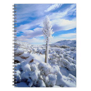 A snow covered yucca notebook