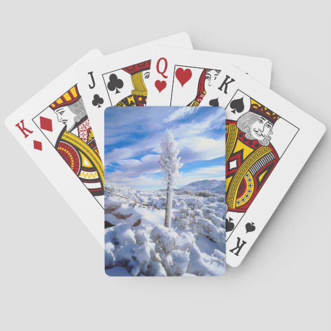 A snow covered yucca playing cards (Back)