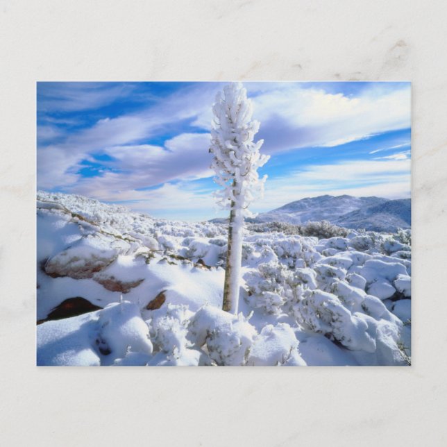 A snow covered yucca postcard (Front)