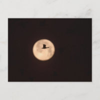 A Snow Goose Against A Full Moon | New Mexico