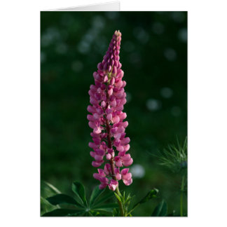 A solitary lupine holds vigil