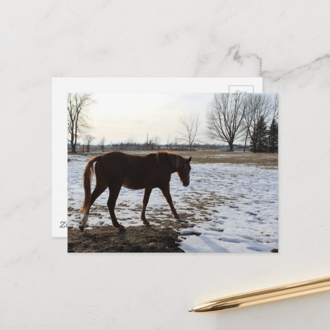 A Sorrel Horse in Winter With Snow Postcard (Front/Back In Situ)