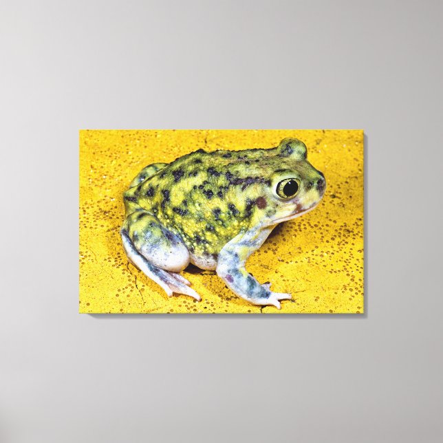 A spadefoot toad canvas print (Front)