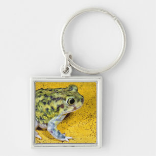 A spadefoot toad key ring