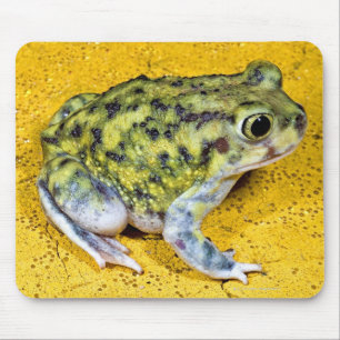 A spadefoot toad mouse pad