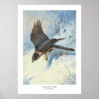 A Sparrow-hawk in Flight