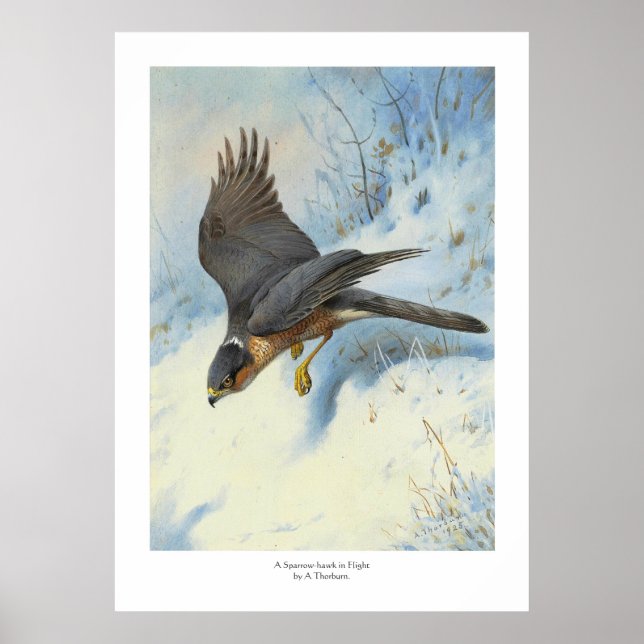 A Sparrow-hawk in Flight Poster (Front)