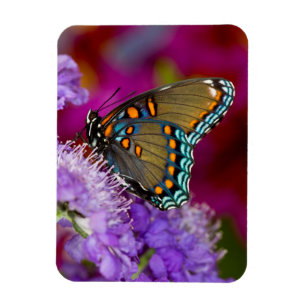 A Spicebush Swallowtail Butterfly Magnet