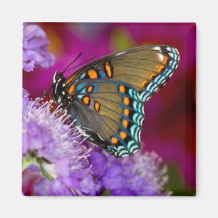 A Spicebush Swallowtail Butterfly Magnet