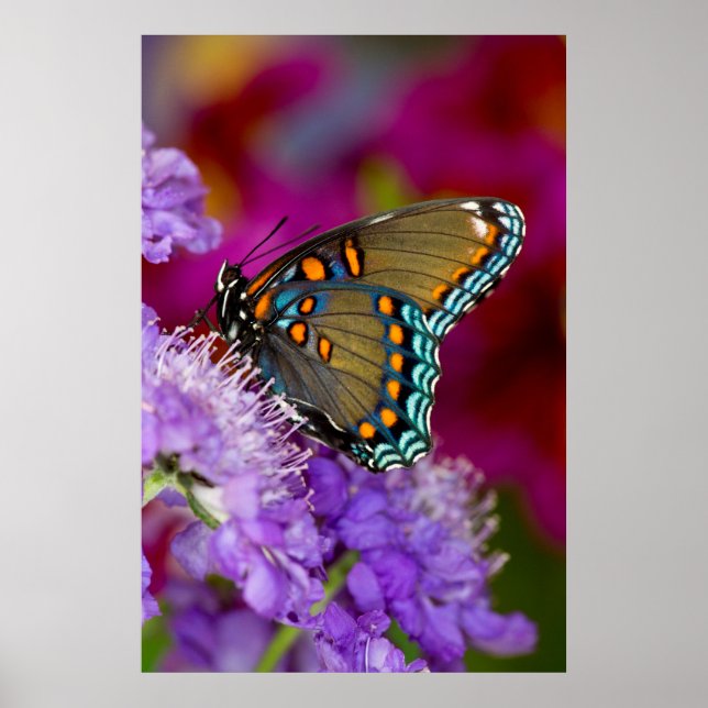 A Spicebush Swallowtail Butterfly Poster (Front)