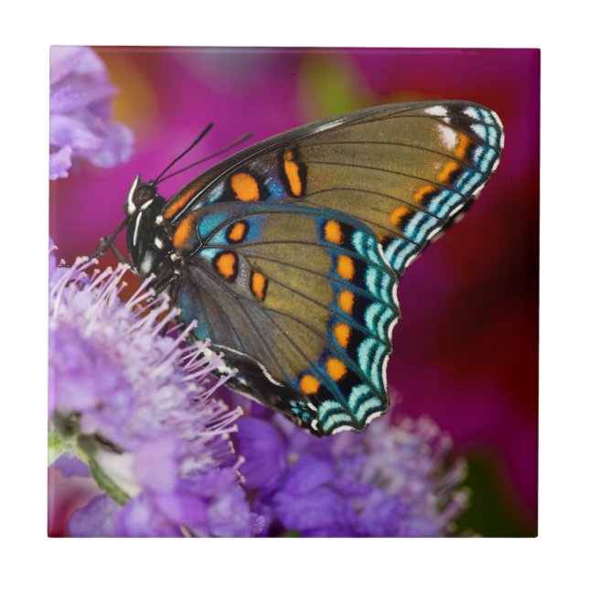 A Spicebush Swallowtail Butterfly Tile (Front)