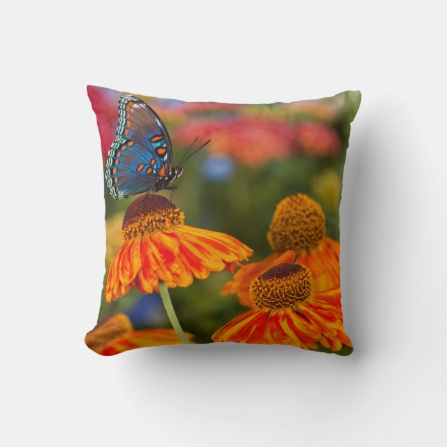 A Spicebush Swallowtail, Papilio troilus Cushion (Front)