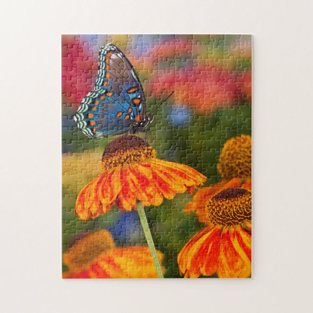 A Spicebush Swallowtail, Papilio troilus Jigsaw Puzzle (Vertical)