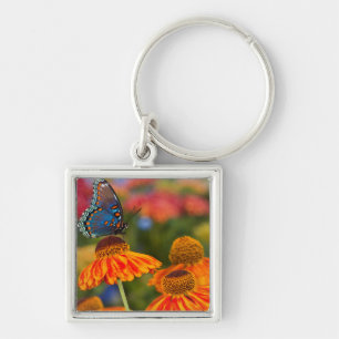 A Spicebush Swallowtail, Papilio troilus Key Ring