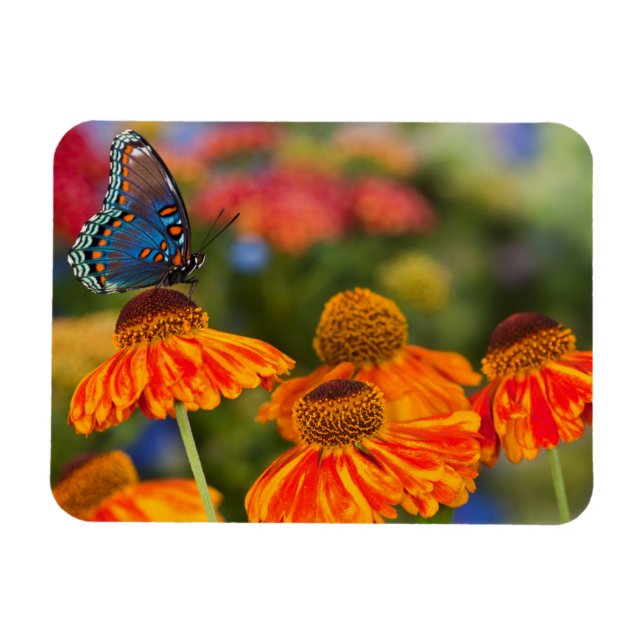 A Spicebush Swallowtail, Papilio troilus Magnet (Horizontal)
